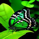 Green butterfly wallpaper  screen for extension Chrome web store in OffiDocs Chromium