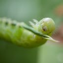 Green caterpillar  screen for extension Chrome web store in OffiDocs Chromium