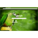 Green Cheek Conure  screen for extension Chrome web store in OffiDocs Chromium