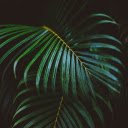 Green coconut branches  screen for extension Chrome web store in OffiDocs Chromium