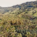 Green coconut garden  screen for extension Chrome web store in OffiDocs Chromium
