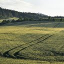 Green corn field  screen for extension Chrome web store in OffiDocs Chromium