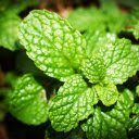 Green curly herbs  screen for extension Chrome web store in OffiDocs Chromium