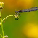 Green damselfly on a flower bud  screen for extension Chrome web store in OffiDocs Chromium