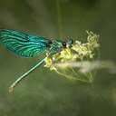 Green dragonfly  screen for extension Chrome web store in OffiDocs Chromium