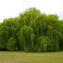 Green Drooping Leaves  screen for extension Chrome web store in OffiDocs Chromium