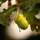 Green eggplant  screen for extension Chrome web store in OffiDocs Chromium