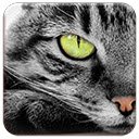 شاشة Green Eyed Cat لتمديد متجر Chrome على الويب في OffiDocs Chromium