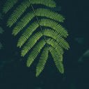 Green Fern Leaves  screen for extension Chrome web store in OffiDocs Chromium