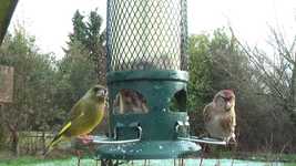 Free download Greenfinch Lesser Redpoll Garden -  free video to be edited with OpenShot online video editor