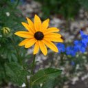 Green flowers, yellow flowers  screen for extension Chrome web store in OffiDocs Chromium