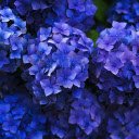 Green flower tree  screen for extension Chrome web store in OffiDocs Chromium