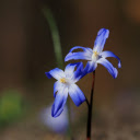 Green flower with thin petals  screen for extension Chrome web store in OffiDocs Chromium