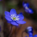 Green flower with white pistil  screen for extension Chrome web store in OffiDocs Chromium