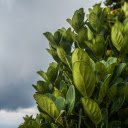 Green foliage  screen for extension Chrome web store in OffiDocs Chromium