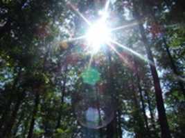 Free download green forest  free photo or picture to be edited with GIMP online image editor