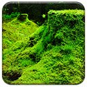 ຫນ້າຈໍ Green Forestry ສໍາລັບສ່ວນຂະຫຍາຍຮ້ານເວັບ Chrome ໃນ OffiDocs Chromium