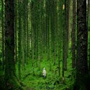 Green Forest Trees  screen for extension Chrome web store in OffiDocs Chromium