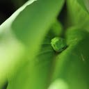 Green Frog  screen for extension Chrome web store in OffiDocs Chromium