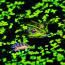 Green Frog and Duckweed  screen for extension Chrome web store in OffiDocs Chromium