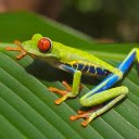 Green frog lying on a leaf  screen for extension Chrome web store in OffiDocs Chromium