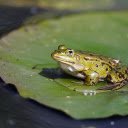 Green frog on leaves in the pond  screen for extension Chrome web store in OffiDocs Chromium