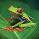 green frog wallpaper  screen for extension Chrome web store in OffiDocs Chromium