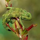 Green gecko and young leaves  screen for extension Chrome web store in OffiDocs Chromium