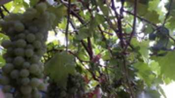 Безкоштовно завантажте безкоштовну фотографію зеленого винограду для редагування за допомогою онлайн-редактора зображень GIMP