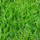 Green grass  screen for extension Chrome web store in OffiDocs Chromium
