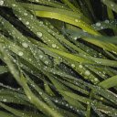 Green Grass and Rainwater  screen for extension Chrome web store in OffiDocs Chromium