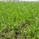 Green grass garden  screen for extension Chrome web store in OffiDocs Chromium