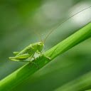 Green Grasshopper  screen for extension Chrome web store in OffiDocs Chromium