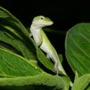 Green hidden lizard  screen for extension Chrome web store in OffiDocs Chromium