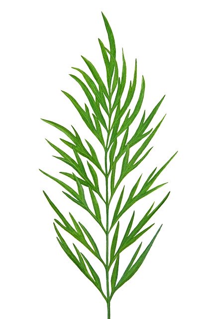 Gratis download Green Leaf Nature - gratis gratis foto of afbeelding om te bewerken met GIMP online afbeeldingseditor