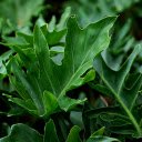 Green leaf ornamental plant  screen for extension Chrome web store in OffiDocs Chromium