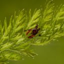 Green leaf tops and brown beetles  screen for extension Chrome web store in OffiDocs Chromium