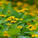 Green Leaf Tree with Yellow Flowers  screen for extension Chrome web store in OffiDocs Chromium
