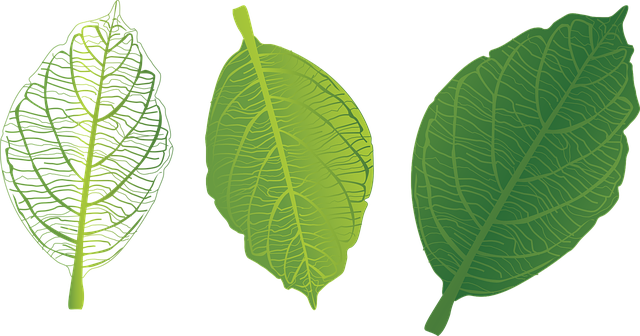 Free download Green Leaf Veins Trang - Free vector graphic on Pixabay free illustration to be edited with GIMP free online image editor