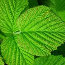Green leaf with heart  screen for extension Chrome web store in OffiDocs Chromium