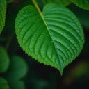 Green leaf with serrated edges  screen for extension Chrome web store in OffiDocs Chromium