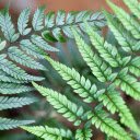 Green Leaves  screen for extension Chrome web store in OffiDocs Chromium