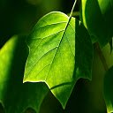 Pantalla Green Leaves para extensión Chrome web store en OffiDocs Chromium