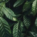 Free download Green Leaves -  free photo or picture to be edited with GIMP online image editor