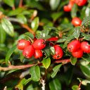 Green leaves and red fruit  screen for extension Chrome web store in OffiDocs Chromium
