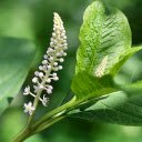 Green leaves and white flowers  screen for extension Chrome web store in OffiDocs Chromium