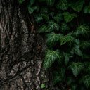 Green leaves at the base of the tree  screen for extension Chrome web store in OffiDocs Chromium