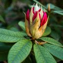 Green leaves red flowers  screen for extension Chrome web store in OffiDocs Chromium