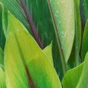 Green Leaves with Purple Veins  screen for extension Chrome web store in OffiDocs Chromium