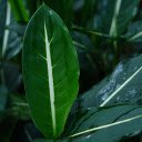Green leaves with white veins  screen for extension Chrome web store in OffiDocs Chromium